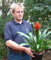 BromeliadMark Grubski